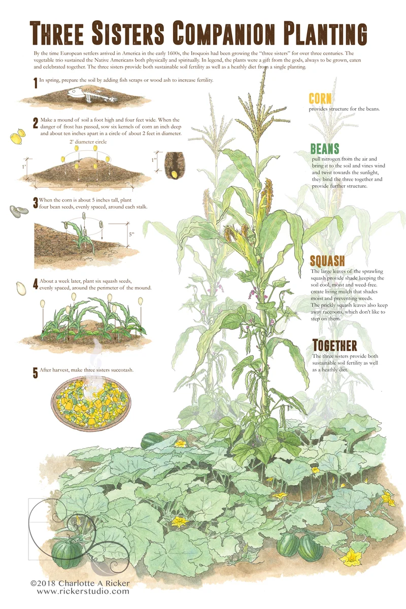 ricker threesisterscompanionplanting