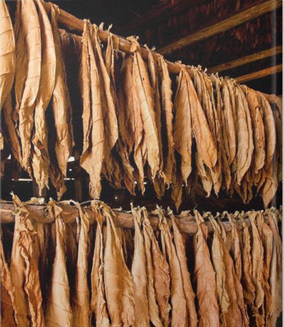 screenshot 2026 03 14 at 01 08 07 canvas print dried tobacco leaves in the store pixers.ca